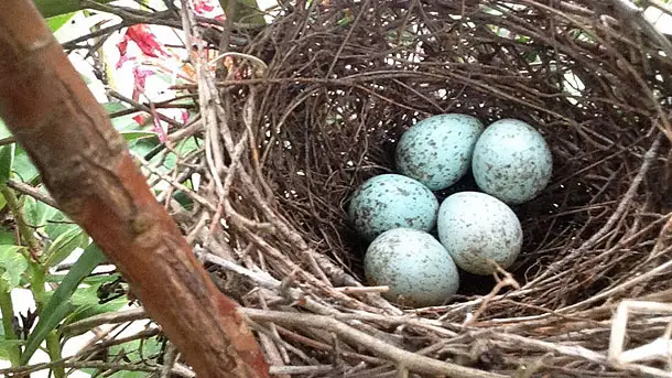 global-warming-bird-egg2