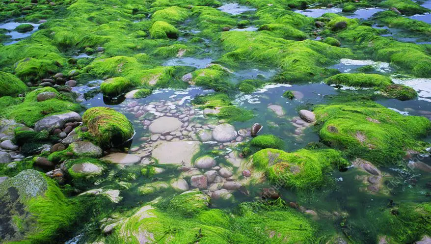 carbon capture farms with algae-2-min