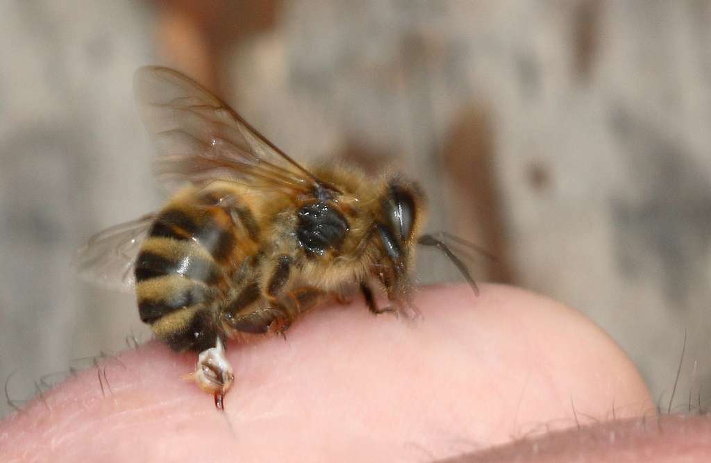 why-bee-die-after-sting-honeybee