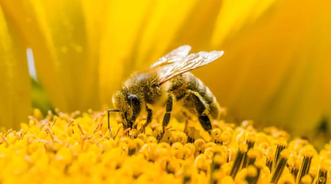 Why Do Bees Die After Stinging? - Teknonel