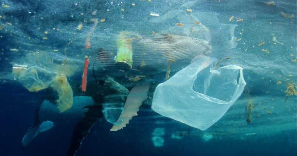Plastic Pollution New Enzyme Breaks Down Plastic Waste In A Week