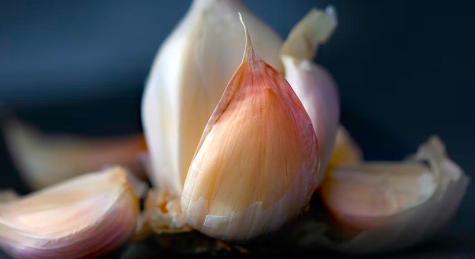 Scientific Explanation Why does garlic give bad breath-2-min
