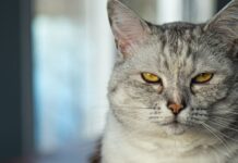 Polonya Araştırma Enstitüsü, kedileri istilacı yabancı türler olarak listeledi Poland's Research institute lists cats as invasive alien species-min