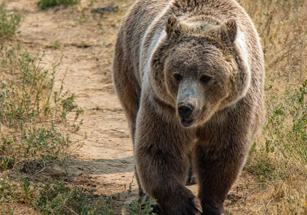 Can a Super Serum be Created from Bear Blood?