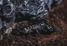 Türkiye’nin akrep zehri çiftçiliği milyonlarca dolar değerinde Turkey's scorpion venom farming is worth 10 millions of dollars-min
