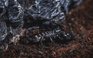 Turkey’s scorpion venom farming is worth millions of dollars Turkey's scorpion venom farming is worth 10 millions of dollars-min