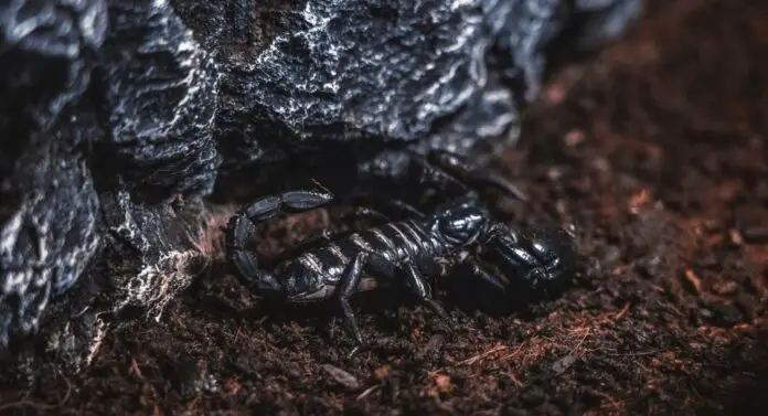 Turkey's scorpion venom farming is worth 10 millions of dollars-min