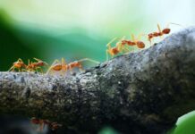 Dünyada kaç tane karınca var? How many ants are there in the world.-min