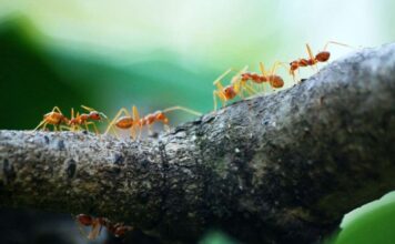 How many ants are there in the world? How many ants are there in the world.-min