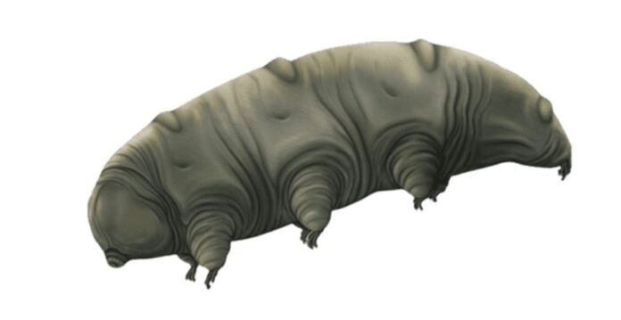 Scientists discovered Tardigrades New extreme Survival Skill-min