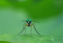 Bilim adamları, Sıtma bulaştırmasınlar diye Sivrisineklerin ömrünü kısaltıyor Scientists shorten lifespan mosquitoes contagious with Malaria