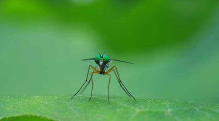 Scientists shorten lifespan mosquitoes contagious with Malaria