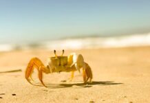 Bilim adamları yengeç kabukları kullanarak Çinko-İyon Bataryası yaptı scientists make zinc-ion batteries from crab shells-min