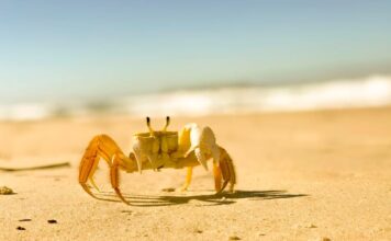Scientists could make Zinc-ion batteries from crab shells scientists make zinc-ion batteries from crab shells-min