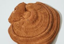 “Ganoderma Lucidum” mantarının kabuğu, Devre kartı plastiklerinin yerini alabilir Ganoderma Lucidum mushroom skin can replace Circuit board plastics