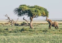 Kenya’daki son 40 yılın en kötü kuraklığı binlerce hayvanı öldürdü Kenya's worst drought in 40 years kills thousands of animals-min