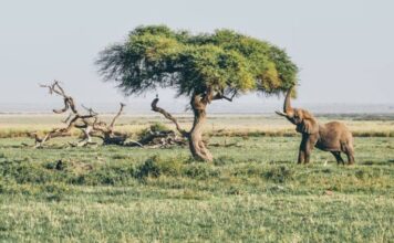 Kenya’s worst drought in 40 years kills thousands of animals Kenya's worst drought in 40 years kills thousands of animals-min