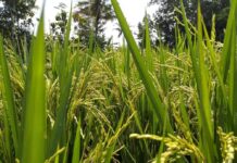 Atık pirinçten yapılmış, dünyanın ilk çevre dostu kuantum nokta LED’leri Atık pirinçten yapılmış, dünyanın ilk çevre dostu kuantum nokta LED'i