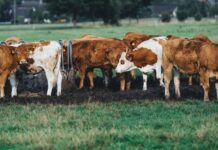 İneklerin akıllı saat taktığı Yeni Akıllı Çiftlik Fikri New Smart Ranch Idea where cows wear smartwatches-min