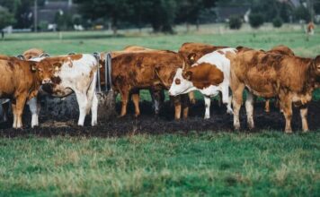 New Smart Ranch Idea where cows wear smartwatches New Smart Ranch Idea where cows wear smartwatches-min