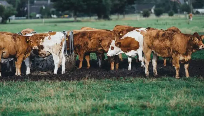 New Smart Ranch Idea where cows wear smartwatches-min