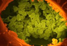 Bazı bağırsak bakterileri yiyeceklerden daha fazla enerji çıkarabiliyor Some gut bacteria can extract more energy from food