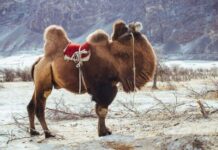 Genetik Değiştirme ve klonlama işi daha popüler hale geliyor Gene customizing and cloning business become more Popular