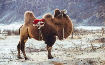 Gene customizing and cloning business becomes more Popular Gene customizing and cloning business become more Popular