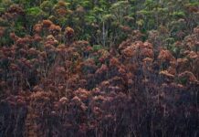 Küresel Isınma mantar mutasyonlarını ve enfeksiyonlarını hızlandırıyor Global Warming accelerates fungal mutations and infections