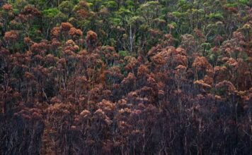 Global Warming accelerates fungal mutations and infections Global Warming accelerates fungal mutations and infections