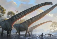 Çin’deki Mamenchisaurus Dinozorunun boynu 15 metre uzunluğunda New Record The neck of Mamenchisaurus in China is 15 meters long