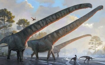 New Record: The neck of Mamenchisaurus in China is 15 meters long New Record The neck of Mamenchisaurus in China is 15 meters long