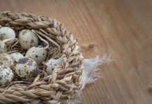 Bıldırcın yumurtası ile tavuk yumurtası arasındaki farklar nelerdir? What are the Differences between quail eggs and chicken eggs