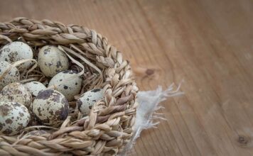 What are the Differences between quail eggs and chicken eggs? What are the Differences between quail eggs and chicken eggs