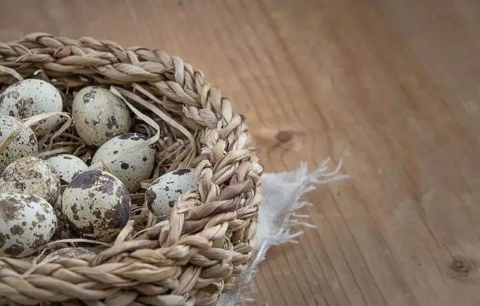 What are the Differences between quail eggs and chicken eggs