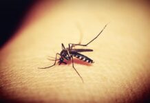 Yeni Araştırma, sivrisineklerin açık renkleri sevmediğini gösteriyor New Research shows that mosquitoes dislike light colors