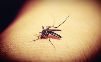 New Research shows that mosquitoes dislike light colors New Research shows that mosquitoes dislike light colors